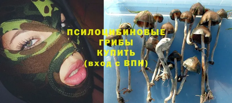 цена наркотик  MEGA ССЫЛКА  Галлюциногенные грибы MAGIC MUSHROOMS  Кисловодск 